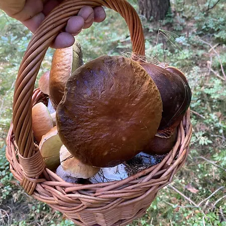 Maringotka U Krkavcich Skal 公寓 *